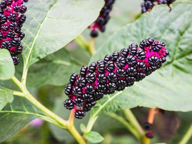 You are currently viewing Pokeweed dans les jardins – Conseils sur la culture de plantes de Pokeberry dans le jardin