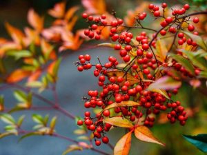 Lire la suite à propos de l’article Baies toxiques pour les oiseaux – Les baies Nandina tuent-elles les oiseaux