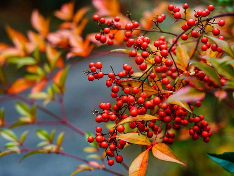 You are currently viewing Baies toxiques pour les oiseaux – Les baies Nandina tuent-elles les oiseaux