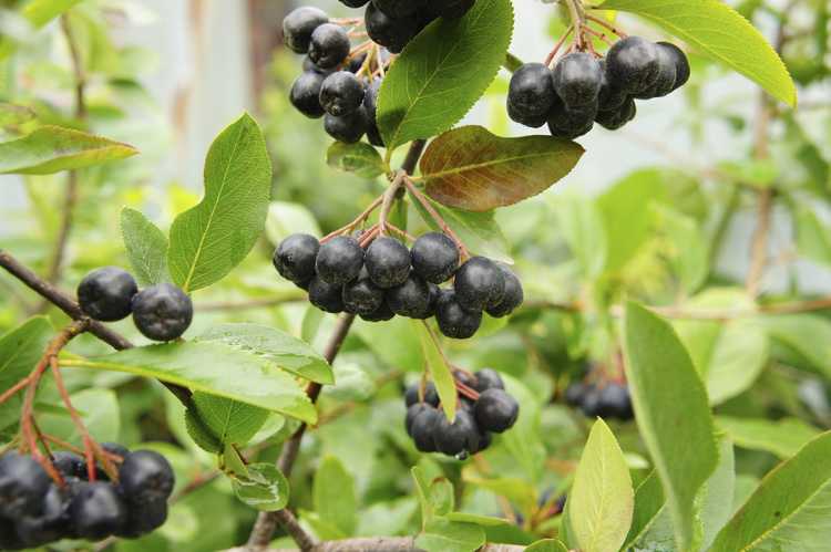 You are currently viewing Que sont les baies d'Aronia : En savoir plus sur les plantes de baies d'Aronia Nero