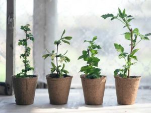 Lire la suite à propos de l’article Conseils de jardinage en contenants de baies : cultiver des baies inhabituelles dans des pots