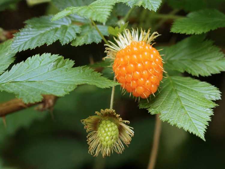 You are currently viewing Qu'est-ce qu'une Salmonberry – Guide d'entretien des plantes de Salmonberry