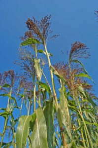 Lire la suite à propos de l’article Qu'est-ce que le maïs à balai – Comment faire pousser des plants de maïs à balai