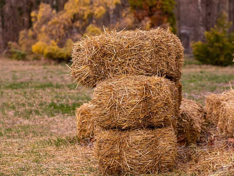 Lire la suite à propos de l’article Construisez un cadre froid DIY bon marché à partir de balles de foin