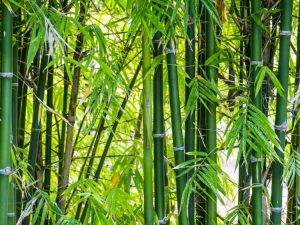 Lire la suite à propos de l’article Informations sur les acariens du bambou – Apprenez à tuer les tétranyques du bambou