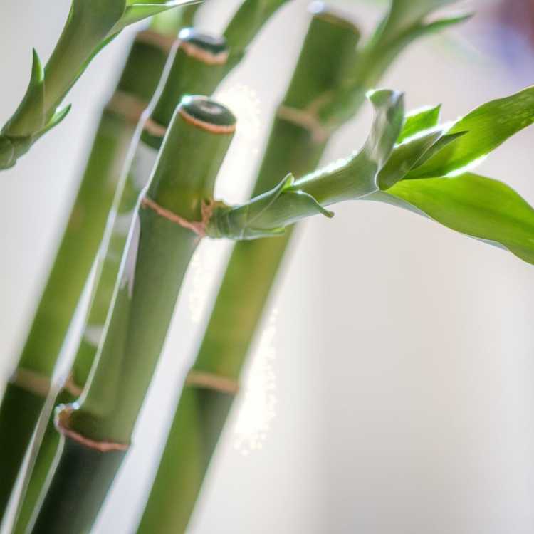 You are currently viewing Taille des plantes de bambou porte-bonheur : conseils pour couper une plante de bambou porte-bonheur