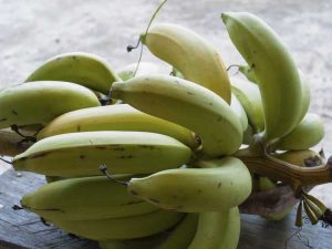 Lire la suite à propos de l’article Qu'est-ce que la maturité fructifère – Comprendre la maturation des fruits