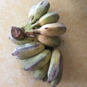 Lire la suite à propos de l’article Fruit de la banane thaïlandaise – Comment faire pousser des bananiers thaïlandais