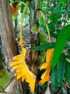 Lire la suite à propos de l’article Informations sur les ravageurs des bananiers – En savoir plus sur les maladies des bananiers