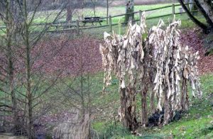 Lire la suite à propos de l’article Plants de bananiers en hiver : conseils pour réussir l’hivernage d’un bananier