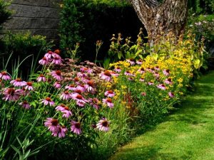 Lire la suite à propos de l’article Comment les bandes de fleurs sauvages aident à attirer les pollinisateurs dans votre jardin