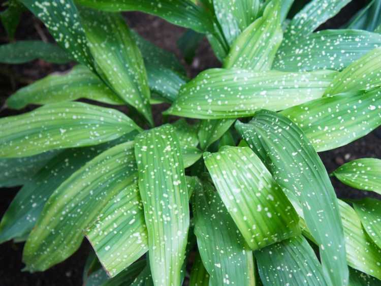 You are currently viewing Les plantes en fonte pousseront-elles à l’extérieur : découvrez la plantation extérieure en fonte