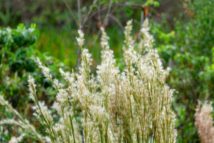 Lire la suite à propos de l’article Qu'est-ce que l'herbe à barbe touffue – Comment planter des graines de bluestem touffues