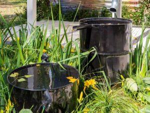 Lire la suite à propos de l’article Utiliser des barils de pluie : découvrez comment collecter l'eau de pluie pour le jardinage