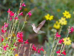 Lire la suite à propos de l’article Plantes du désert bas et conseils de jardinage