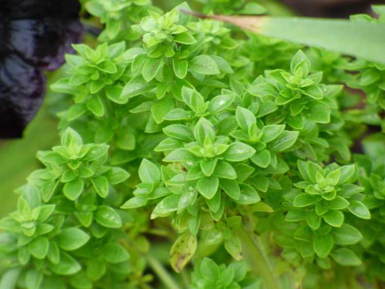 Lire la suite à propos de l’article Qu'est-ce que le basilic de buis – Comment faire pousser des plantes de basilic de buis