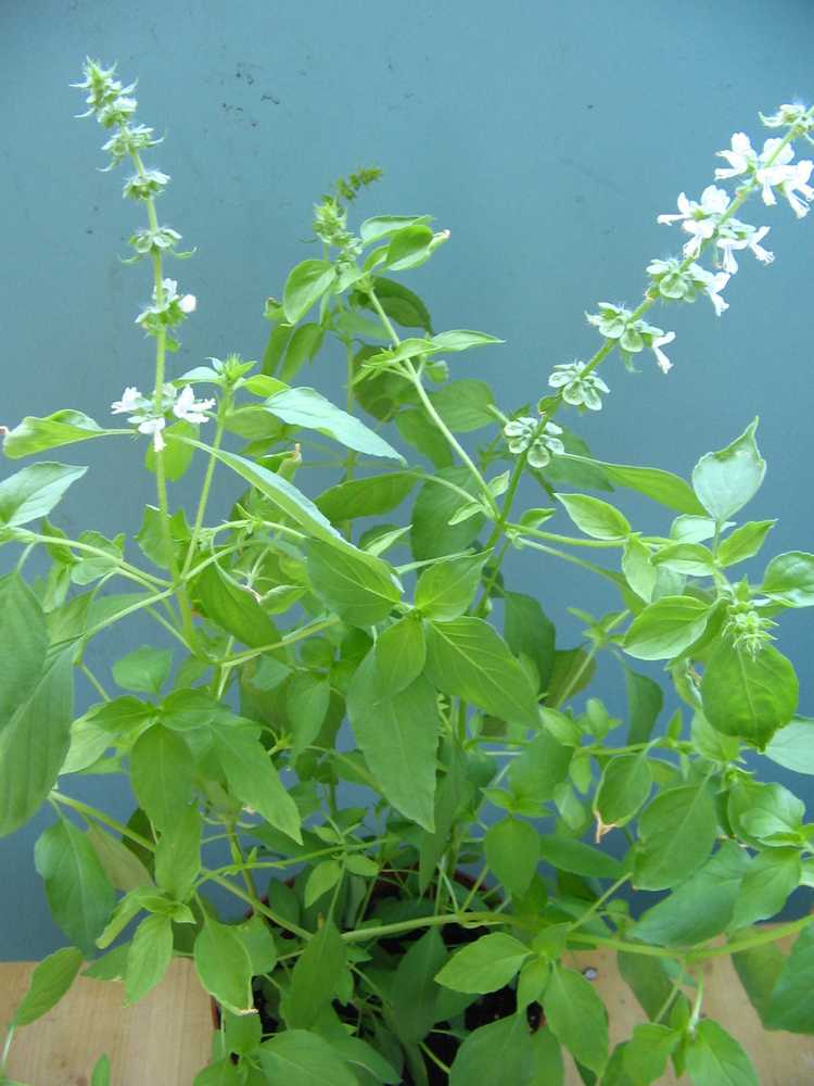 You are currently viewing Entretien du basilic citronné : comment faire pousser des herbes de basilic citronné