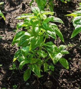 Lire la suite à propos de l’article Informations sur le basilic à feuilles de laitue : Cultiver des plantes de basilic à feuilles de laitue