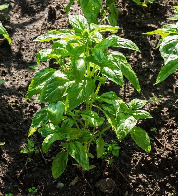 You are currently viewing Informations sur le basilic à feuilles de laitue : Cultiver des plantes de basilic à feuilles de laitue