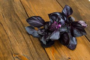 Lire la suite à propos de l’article Qu'est-ce que le basilic Osmin – En savoir plus sur l'entretien des plantes violettes du basilic 'Osmin'
