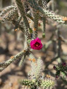 Lire la suite à propos de l’article Informations sur le bâton de marche Cholla : Conseils pour prendre soin des Chollas en bâton de marche