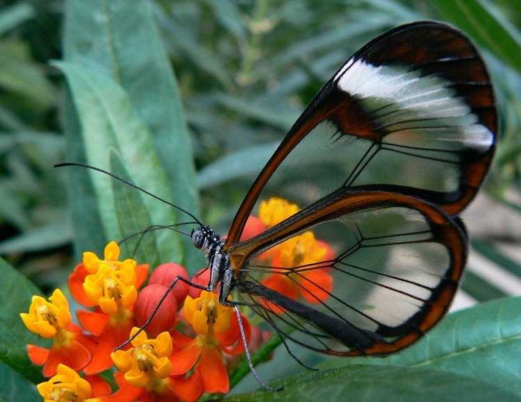 Lire la suite à propos de l’article Conception d'un jardin de papillons : conseils pour attirer les papillons dans les jardins