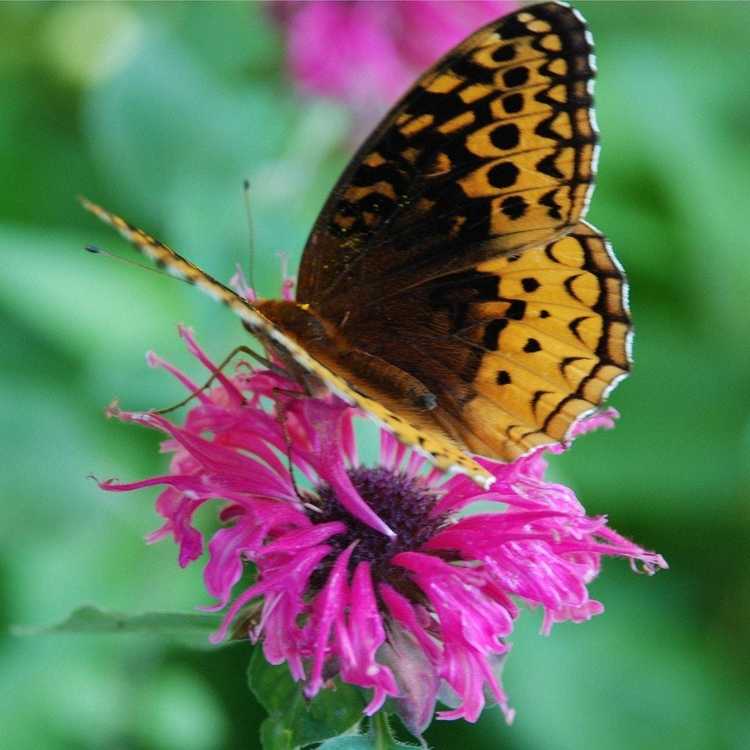 You are currently viewing Attirez plus de papillons dans votre jardin avec huit magnifiques fleurs