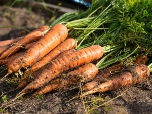 Lire la suite à propos de l’article Gestion des maladies de la carotte : découvrez les maladies affectant les carottes