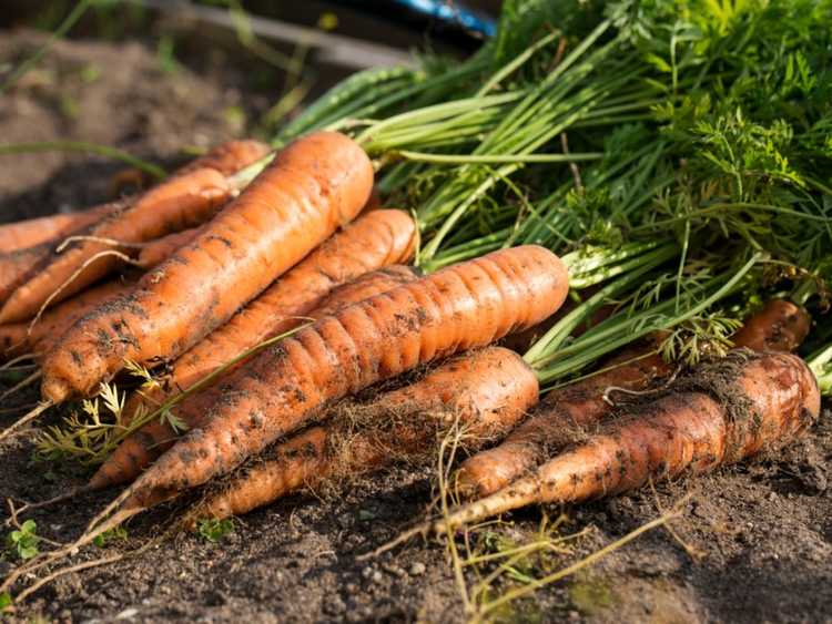 You are currently viewing Gestion des maladies de la carotte : découvrez les maladies affectant les carottes