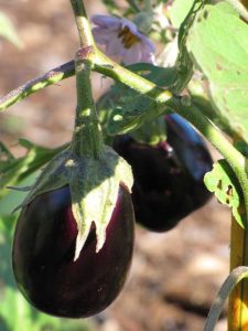 Lire la suite à propos de l’article Informations sur l'aubergine Black Beauty : Comment faire pousser une aubergine Black Beauty