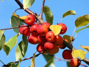 Lire la suite à propos de l’article Entretien des pommiers Winesap – Apprenez à cultiver des pommes Winesap