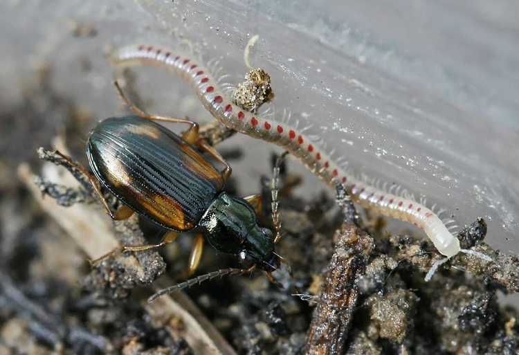 You are currently viewing Blaniulus Guttulatus Millipede Info – En savoir plus sur les mille-pattes serpents tachetés