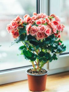 Lire la suite à propos de l’article Comment faire pousser des plantes annuelles d'intérieur : meilleures fleurs annuelles à cultiver à l'intérieur