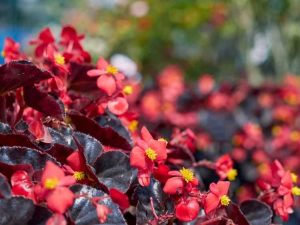 Lire la suite à propos de l’article Beaux bégonias aux feuilles sombres