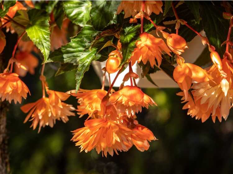 You are currently viewing 15 meilleures plantes d'ombre à fleurs