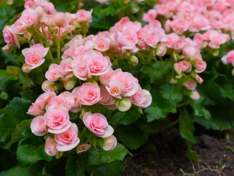 You are currently viewing Soins du bégonia tubéreux – Comment faire pousser des bégonias tubéreux