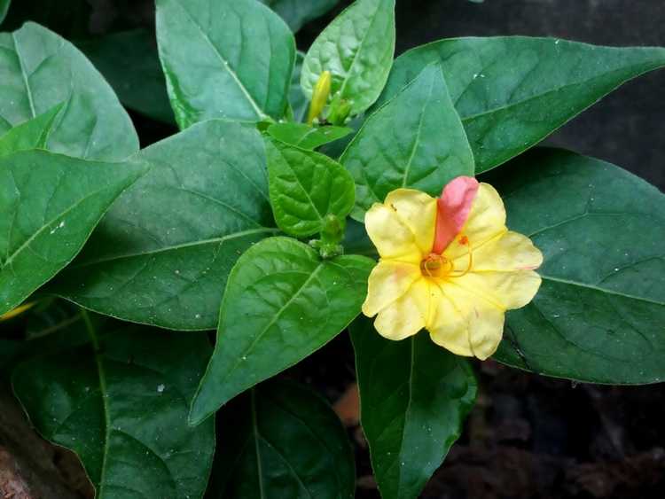 Lire la suite à propos de l’article Conseils et informations sur la culture des plantes de Four O'clock