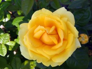 Lire la suite à propos de l’article Les plus belles roses – De belles roses romantiques