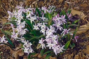 Lire la suite à propos de l’article Variétés communes d'amsonia – Types d'amsonia pour le jardin