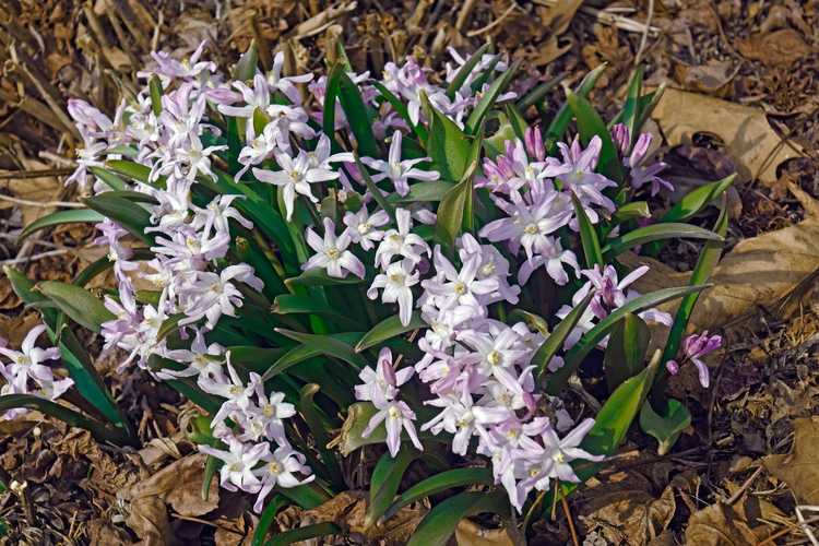 You are currently viewing Variétés communes d'amsonia – Types d'amsonia pour le jardin