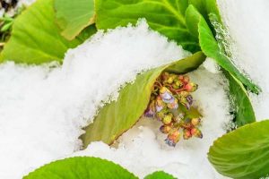 Lire la suite à propos de l’article Guide d'entretien hivernal de Bergenia – Conseils pour la protection hivernale de Bergenia