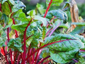 Lire la suite à propos de l’article Pourquoi mes blettes se sont-elles boulonnées : que faire avec les plantes de blettes boulonnées