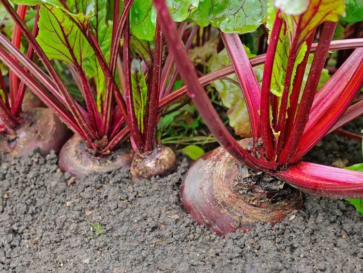 You are currently viewing Betteraves atteintes d'oïdium – Traiter l'oïdium dans les plants de betteraves