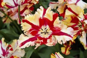 Lire la suite à propos de l’article Que sont les plantes bicolores : conseils pour utiliser des combinaisons de couleurs de fleurs