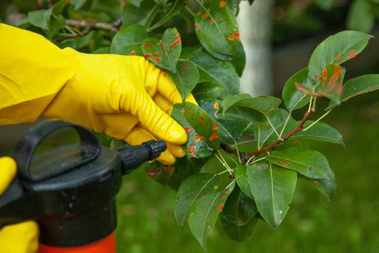 Lire la suite à propos de l’article Qu'est-ce que BioClay : découvrez comment utiliser le spray BioClay pour les plantes