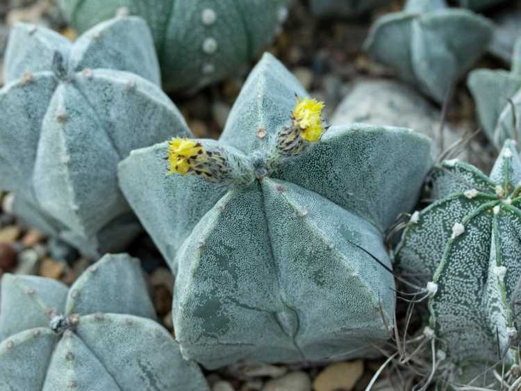 Lire la suite à propos de l’article Informations sur Bishop's Cap Cactus – En savoir plus sur la culture d'un Bishop's Cap Cactus