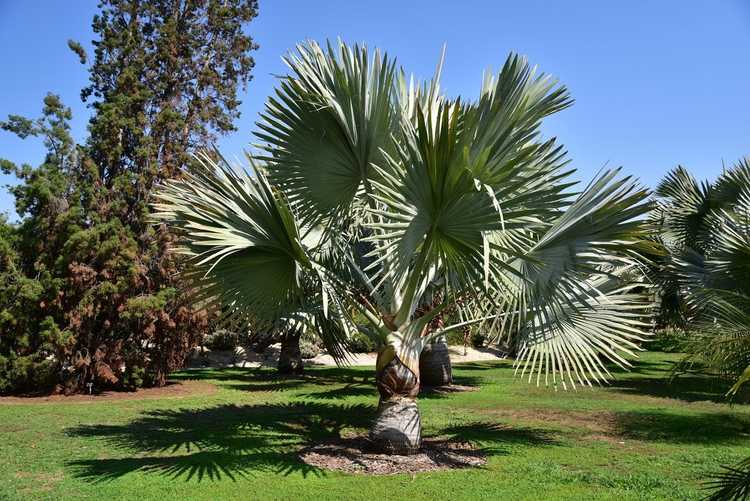 You are currently viewing Arrosage du palmier Bismarck : comment arroser un palmier Bismarck nouvellement planté