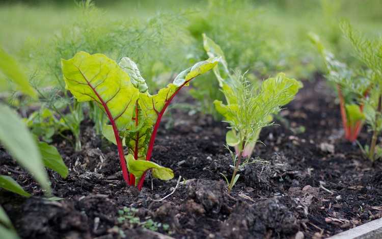 You are currently viewing Plantation printanière de la bette à carde : quand planter la bette à carde au printemps