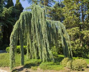 Lire la suite à propos de l’article Cèdres bleus de l'Atlas : prendre soin d'un cèdre bleu de l'Atlas dans le jardin