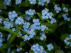 Lire la suite à propos de l’article Compagnons du myosotis : des plantes qui poussent avec des myosotis